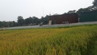 Nghệ An: “Tuýt còi” việc san lấp trái phép đất nông nghiệp của Cty Trường Thi 
