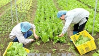 Hà Nội: Khuyến khích phát triển sản xuất nông nghiệp hữu cơ