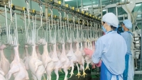Thêm 3 công ty được phép xuất khẩu thịt gà và vỏ xúc xích sang Nhật Bản