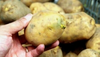 Ăn khoai tây mọc mầm: Đừng đùa với 