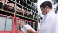 Đấu tranh ngăn chặn buôn lậu, kinh doanh lợn không rõ nguồn gốc