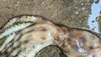 Xuất hiện loài mực cực độc ở đảo Phú Quốc là thông tin 