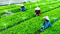 Hà Nội: Giải thể bắt buộc các hợp tác xã nông nghiệp đã ngừng hoạt động lâu ngày