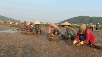 Nghệ An: Thủy sản chết trên diện rộng không rõ nguyên nhân, thiệt hại hàng tỷ đồng