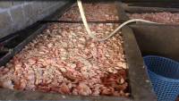 Quảng Ninh:Phát hiện 20 tấn lòng lợn được sơ chế bằng hóa chất chuẩn bị đưa ra thị trường tiêu thụ