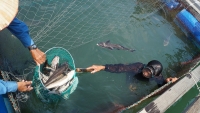 Quảng Ngãi: Cá bớp chết hàng loạt, người dân thiệt hại tiền tỷ