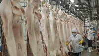 Mở đường cho sản phẩm thịt chế biến từ lợn, gà sang thị trường Hàn Quốc
