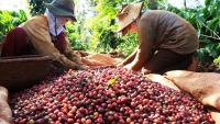 Đáp ứng đầy đủ các quy định, nông sản Việt không lo khó khi vào với thị trường EU
