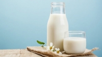 Chương trình sữa học đường chỉ được phép dùng sữa tươi