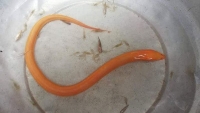 Nghệ An: Bắt được lươn vàng quý dài nửa mét, khách hỏi mua giá “khủng”