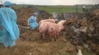 Hà Tĩnh: Bắt giữ và tiêu hủy gần 100 con lợn mắc bệnh lở mồm long móng