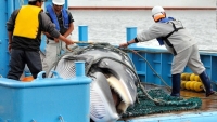 Nhật bản: Chính thức rút lui khỏi IWC, tiếp tục đánh bắt cá voi vào năm 2019
