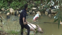 Phú Thọ: Cảnh báo tình trạng người dân vứt xác lợn chết gây bùng phát dịch bệnh