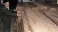 Quảng Bình liên tiếp bắt giữ các vụ vận chuyển gỗ lậu nhiều chủng loại