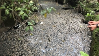 Nghệ An: Cá lại chết hàng loạt chưa rõ nguyên nhân ở kênh Hào Thành Cổ Vinh