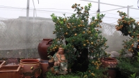 Quất bonsai – Hướng đi mới đem lại thu nhập cao cho Tết