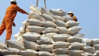 Đã có gần 195 nghìn tấn gạo được xuất khẩu trong tháng 4