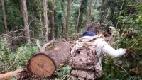 Bộ NN&PTNT chỉ đạo làm rõ các vụ phá rừng ở Kon Tum