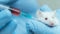 Việt Nam tiêm thử nghiệm vaccine phòng Covid-19 trên chuột