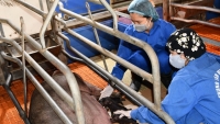Việt Nam nhân bản thành công giống lợn đã tuyệt chủng từ năm 1990
