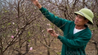 Thanh Hóa: Người trồng đào xã Xuân Du phấn khởi được mùa đào Tết