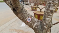 Những cây đào dán tem truy xuất nguồn gốc đã có mặt hiện ở Thanh Hóa