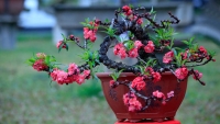 Đào bonsai giá 5 triệu đồng 'ra' phố đón Tết Kỷ Hợi 2019