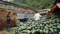 Nông sản Việt vào thị trường Trung Quốc ngày càng bị siết chặt