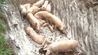 Phát hiện thêm ổ dịch tả lợn châu Phi tại Hải Phòng