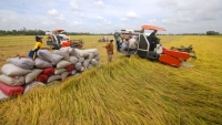 Giá lúa tại khu vực Đồng bằng sông Cửu Long đang tăng dần