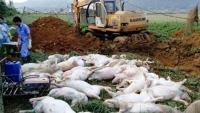 Lo ngại dịch tả lợn châu Phi sẽ xâm nhập vào vựa chăn nuôi lớn nhất nước