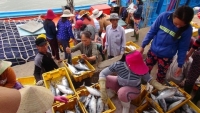 Quảng Bình sẽ có Khu neo đậu tránh trú bão cho 1.000 tàu đánh cá