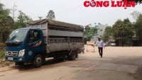 Phú Thọ: Thành lập 20 chốt kiểm dịch, phòng chống dịch tả lợn châu Phi