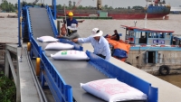 Sụt giảm mạnh gạo xuất khẩu sang Trung Quốc
