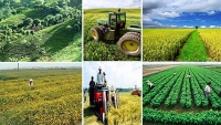 Cần đầu tư tín dụng phục vụ sản xuất nông nghiệp, nông thôn hiệu quả