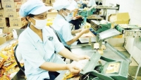 IFC mở rộng vốn hỗ trợ các doanh nghiệp nhỏ ở Việt Nam