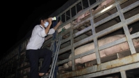 Dịch tả lợn Châu Phi xuất hiện tại tỉnh Quảng Trị