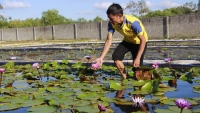 Nam thanh niên làm giàu từ mô hình trồng hoa súng Thái Lan