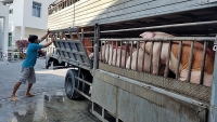 TP. Hồ Chí Minh: Đối phó với nguy xâm nhiễm dịch tả lợn Châu Phi
