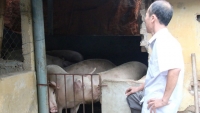 Tiêu điều ở “thủ phủ” nuôi lợn miền Bắc