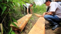 Khai thác rừng trái pháp luật có thể bị phạt đến 1 tỷ đồng