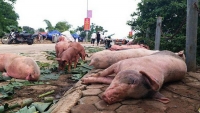 Hà Nội: Xử lý nghiêm cán bộ thiếu trách nhiệm để dịch tả lợn Châu Phi lây lan diện rộng