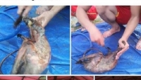 Xác minh nhóm người nghi giết thịt chồn bay rồi đăng lên Facebook