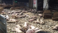 Đắc Nông: Chấn chỉnh, kiểm soát người dân khi tự xử lý lợn chết