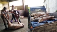 Hà Tĩnh: Thu hồi giấy phép hành nghề cán bộ thú y lơ là chống dịch tả lợn Châu Phi