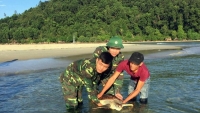 Thả cá thể rùa biển nằm trong Sách đỏ Việt Nam về với tự nhiên