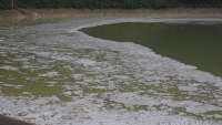 Thái Nguyên: Xác định nguyên nhân, tìm phương án xử lý tính trạng ô nhiễm nguồn nước tại hồ Vai Miếu