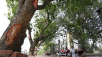 Hà Nội: Nhiều cây cổ thụ bị sâu, mục có nguy cơ đổ gãy do mưa bão
