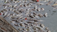 Lại xuất hiện cá chết hàng loạt  ở Hồ Tây
