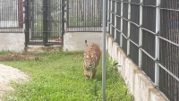 Bình Dương: Đề nghị thu hồi giấy phép với cơ sở nuôi hổ tại Khu du lịch sinh thái Thanh Cảnh